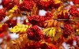 листья, макро, осень, ягоды, рябина, грозди