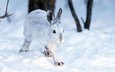 снег, зима, кролик, животное, заяц