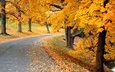 дорога, деревья, природа, осень, листопад, аллея