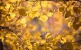 природа, листья, макро, фон, ветки, осень
