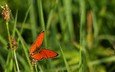 трава, макро, насекомое, бабочка, крылья