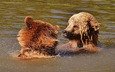игра, медведи, бурый медведь, в воде