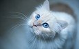 глаза, фон, усы, кошка, взгляд, котенок, голубые глаза