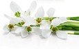 цветы, белый фон, белые, стебли, орхидеи