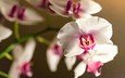 цветы, ветка, цветок, орхидея, фаленопсис, бело-розовый, фалинопсис