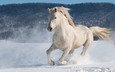 лошадь, снег, зима, конь, бег, жеребец, andrew n dierks