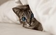 кот, мордочка, усы, кошка, взгляд, котенок, голубые глаза