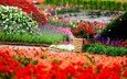 цветы, бутоны, парк, лепестки, сад, клумбы