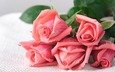 цветы, бутоны, розы, лепестки, букет, розовые розы