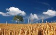 небо, облака, дерево, поле, горизонт, колосья, пшеница, пшеничное поле