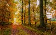 дорога, деревья, природа, листья, осень
