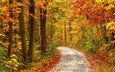 дорога, деревья, природа, осень