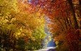 дорога, деревья, лес, осень, солнечный свет
