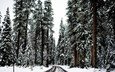дорога, деревья, снег, лес, зима, хвойный лес