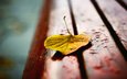осень, лист, скамейка, капли дождя