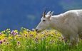цветы, природа, сша, коза, рога, монтана, скалистые горы, национальный парк, глейшер, снежная коза