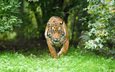 тигр, морда, трава, взгляд, хищник, большая кошка