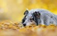 фон, листва, осень, собака, овчарка, колли, шотландская овчарка