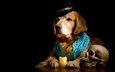 портрет, собака, черный фон, костюм, череп, свеча, пес, шляпа, золотистый, фотосессия, жилет, ретривер, композиция, нарядный, бедный йорик