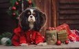 новый год, собака, костюм, спаниель, кавалер-кинг-чарльз-спаниель