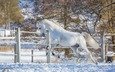 лошадь, снег, зима, белый, конь, загон, грация, (с) oliverseitz