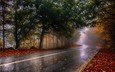 дорога, деревья, природа, лес, пейзаж, туман, осень, дождь