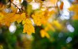 листья, макро, осень, кленовый лист, боке