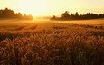 восход, природа, пейзаж, поле, колосья, пшеница