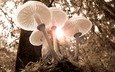свет, природа, лес, осень, грибы, шляпки