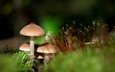 природа, грибы, размытость, гриб, мох, паук, ростки