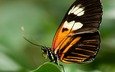 насекомое, бабочка, крылья, крупным планом, геликонида
