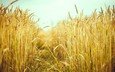 природа, макро, поле, лето, колосья, пшеница, колоски, рожь