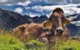 пейзаж, отдых, корова, альпы, домашний скот, крупный рогатый скот, жвачные животные
