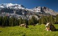 горы, пейзаж, швейцария, корова, коровы, домашний скот, крупный рогатый скот, жвачные животные