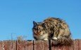 небо, кот, мордочка, кошка, взгляд, забор, пушистый