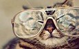 кот, мордочка, кошка, очки, полосатый, крутой