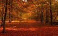 деревья, лес, листва, осень, осенние листья, осенний лес
