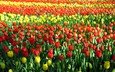 цветы, бутоны, лепестки, красные, тюльпаны, желтые, поле тюльпанов