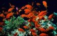 рыбки, рыбы, кораллы, водоросли, подводный мир