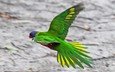 зелёный, полет, крылья, птица, клюв, перья, австралия, попугай