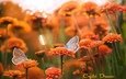 цветы, лепестки, крылья, насекомые, бабочки, стебли, оранжевые, tatyana krylova, татьяна крылова
