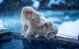 снег, зима, обезьяна, детеныш, японский макак, снежная обезьяна
