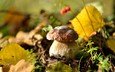 природа, осень, гриб, ягоды, белый гриб, осенние листья