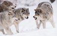 снег, природа, хищник, волки, стая, волк