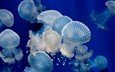 море, океан, медуза, медузы, подводный мир