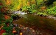 деревья, река, природа, камни, лес, листья, осень, мох