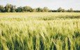 природа, пейзаж, поле, колосья, пшеница