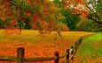 деревья, природа, пейзаж, ветки, осень, забор, изгородь, осенние листья