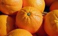 фрукты, апельсины, мандарины, цитрусы