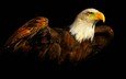 крылья, орел, птица, клюв, черный фон, перья, тени, белоголовый орлан, хищная птица